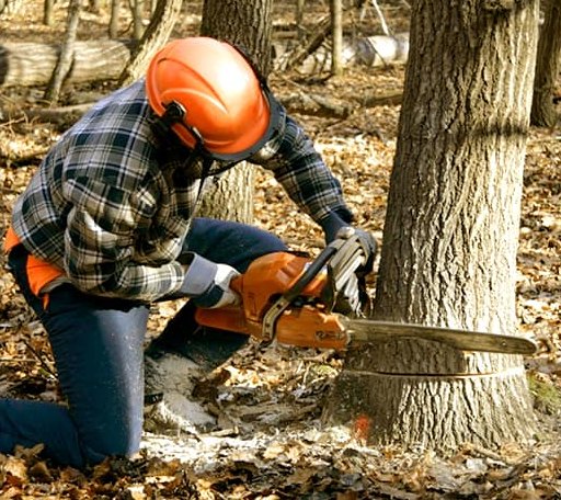 Arborist assessing tree health in Missouri